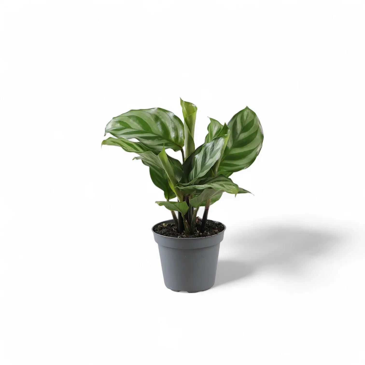 Goeppertia (Calathea) concinna 'Freddie' – Topfpflanze im Kulturtopf vor weißem Hintergrund, Produktfoto 2.