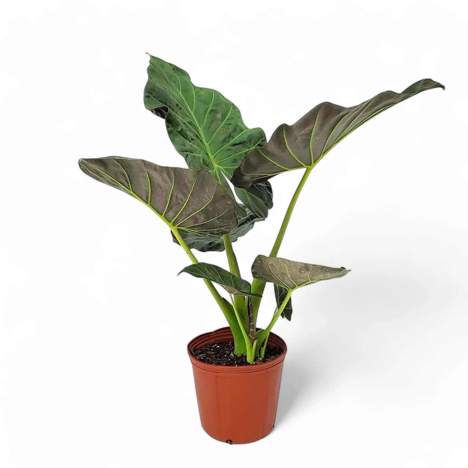 Alocasia 'Regal Shields' – Zimmerpflanze im Kulturtopf auf weißem Hintergrund, Produktfoto 7.