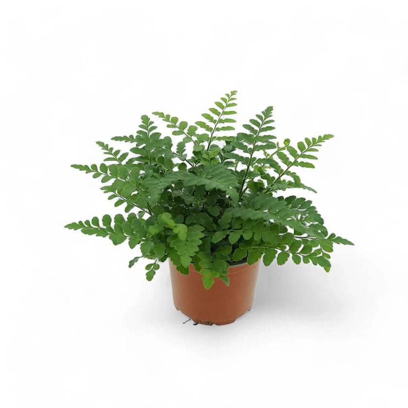 Asplenium dimorphum x difforme ‘Parvati’ aka 'Austral Gem' potted houseplant in nursery pot on white background, product photo 4.