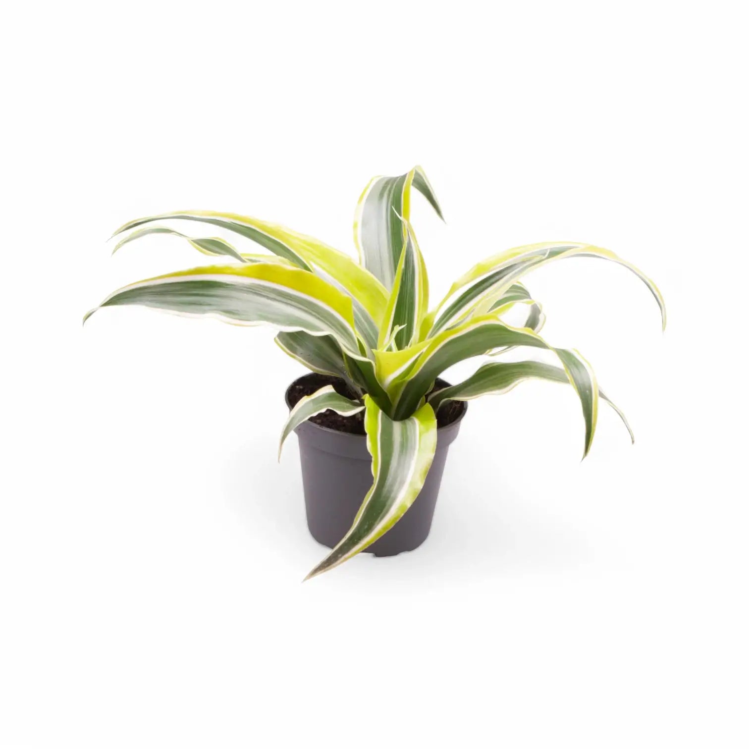 Dracaena fragrans 'Lemon Surprise' potted houseplant in nursery pot on white background, product photo 2.