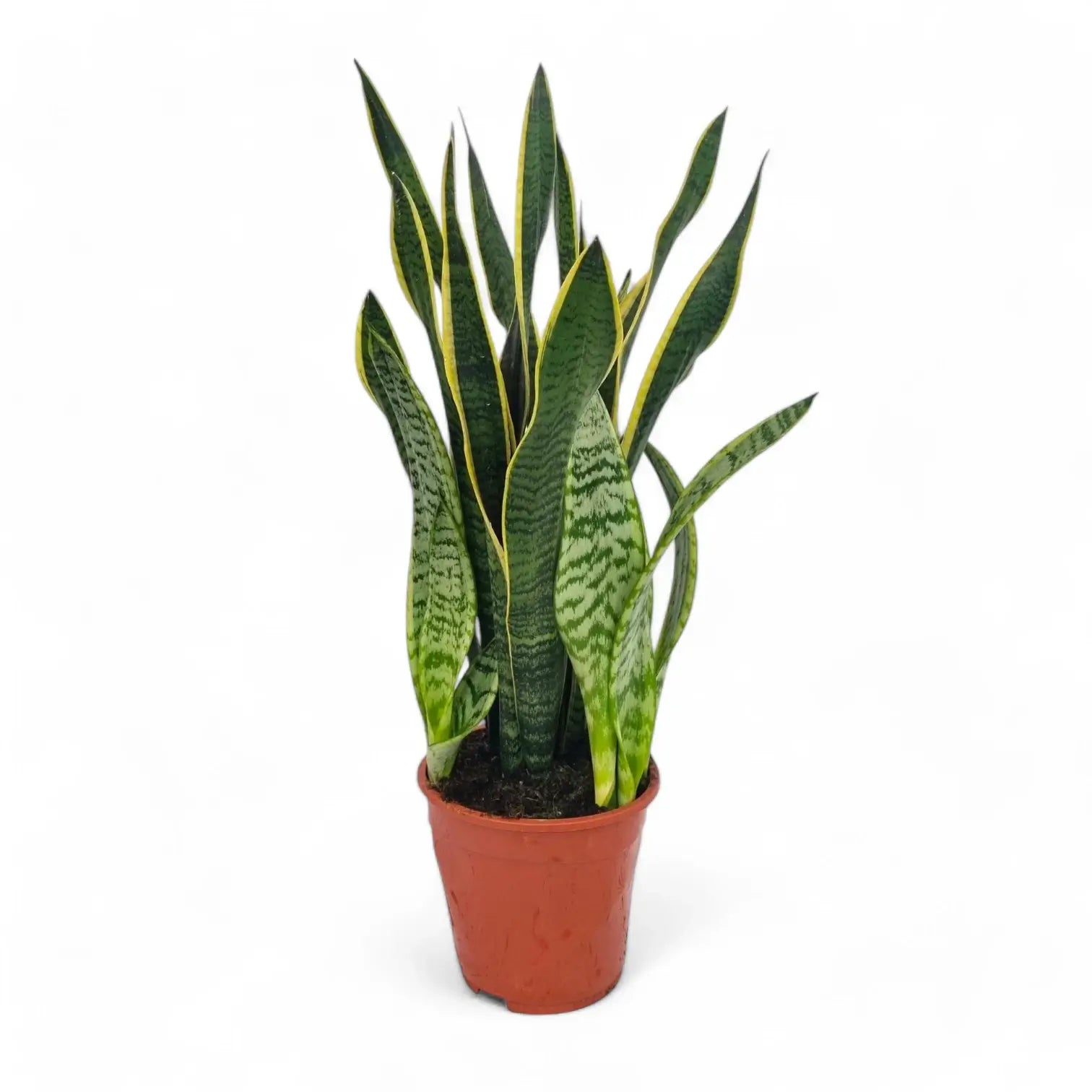 Dracaena (Sansevieria) trifasciata 'Laurentii' potted houseplant in nursery pot on white background, product photo 13.