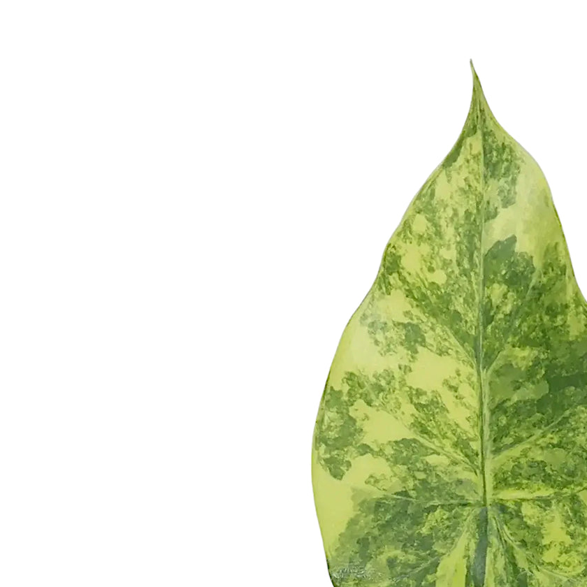 Alocasia macrorrhizos variegata aurea leaf close-up on white background.