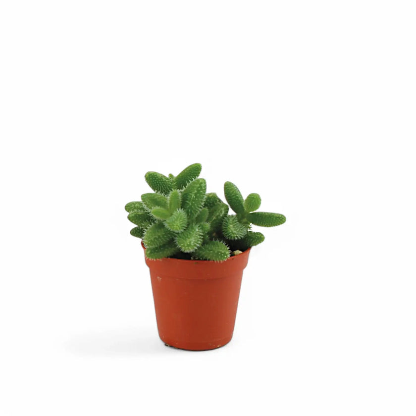 Delosperma echinatum potted houseplant in nursery pot on white background, product photo 2.