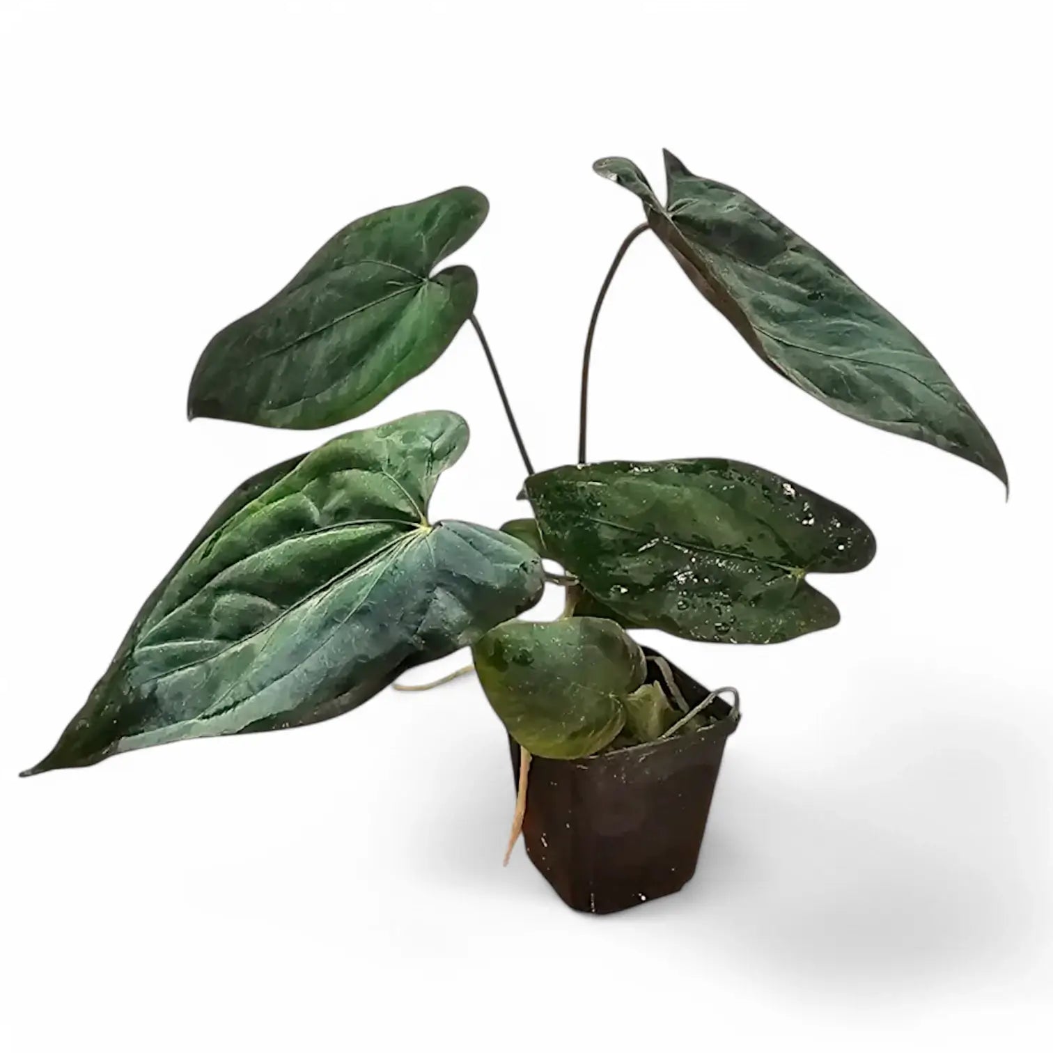 Anthurium papillilaminum – Topfpflanze im Kulturtopf vor weißem Hintergrund, Produktfoto 3.