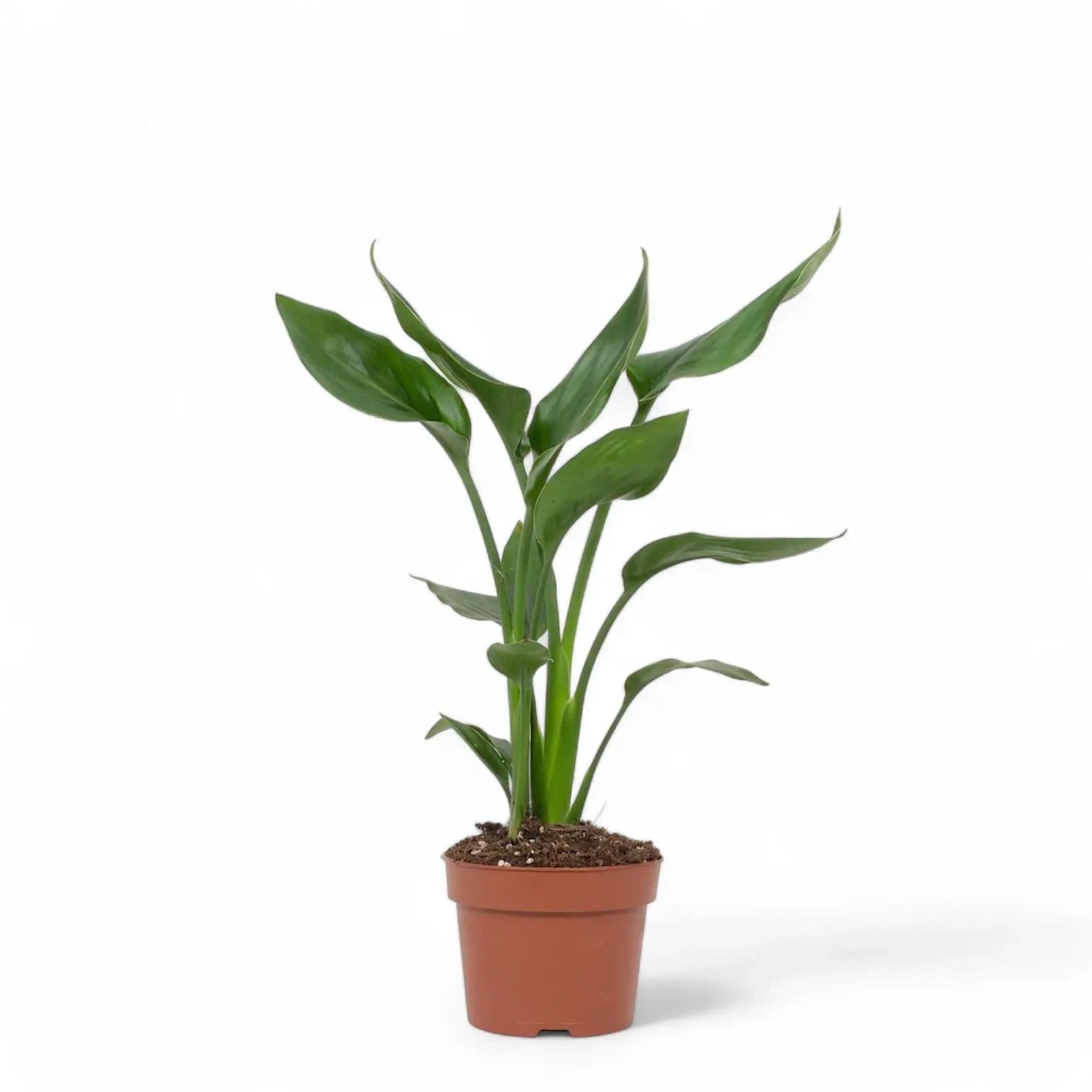 Strelitzia reginae potted houseplant in nursery pot on white background, product photo 7.