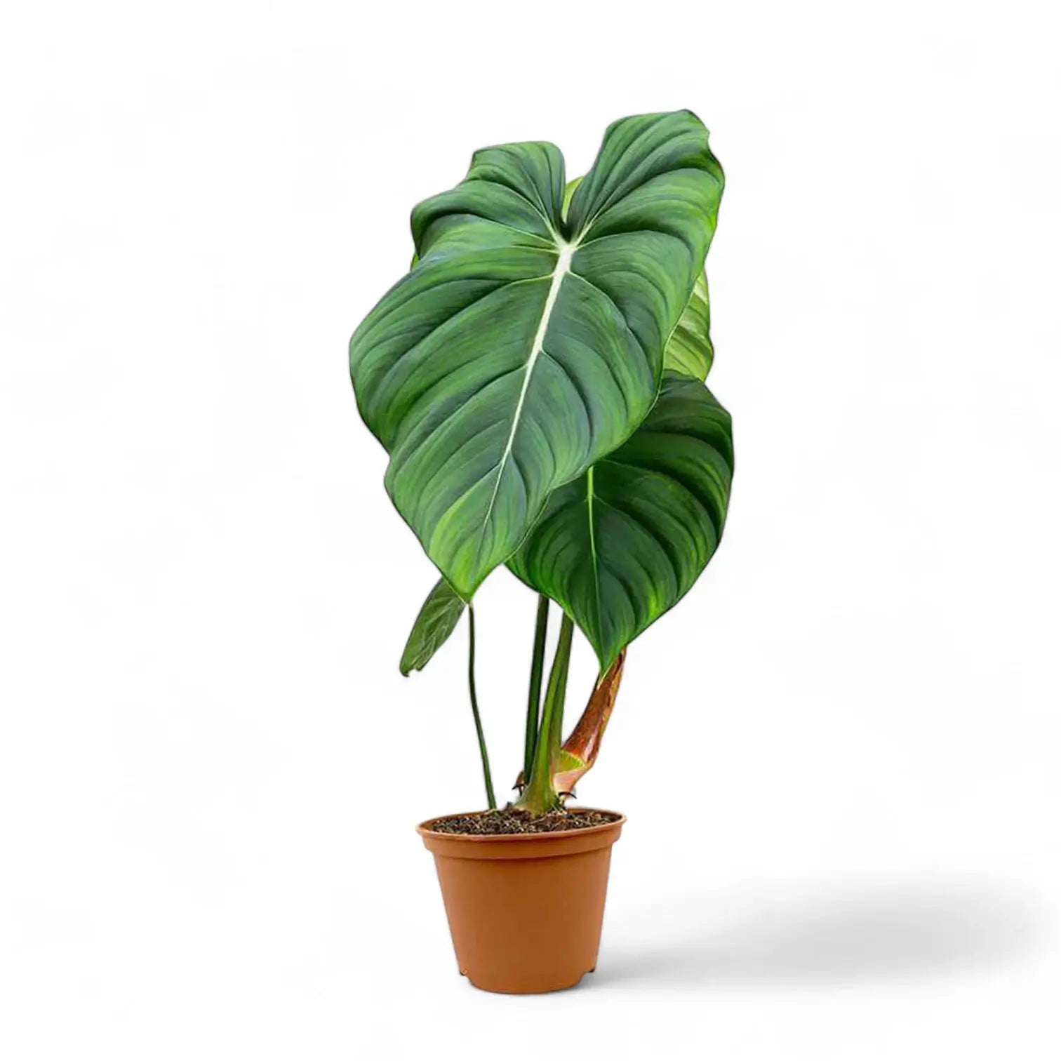 Philodendron pastazanum potted houseplant in nursery pot on white background, product photo 4.