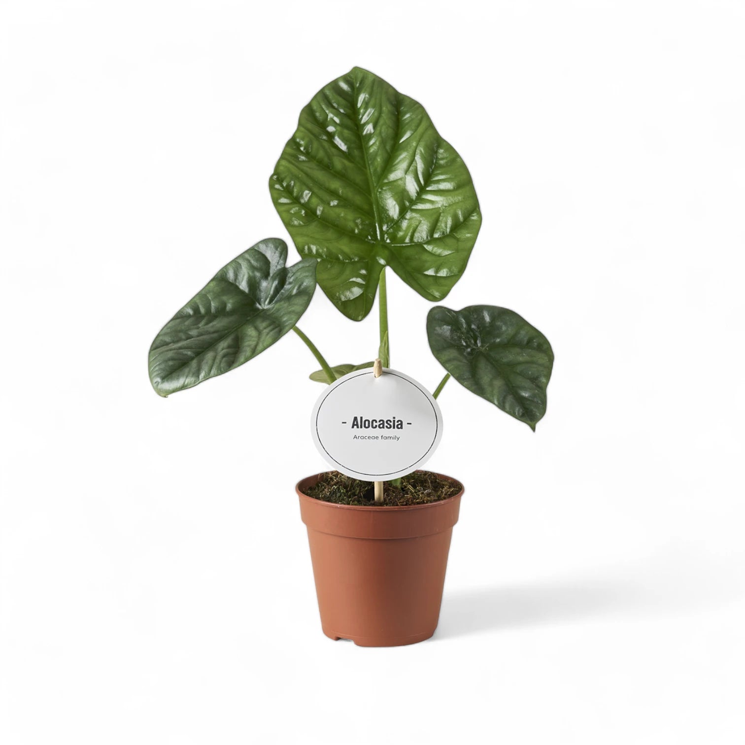 Alocasia 'Lukiwan' (sinuata x alba) potted houseplant in nursery pot on white background, product photo 4.