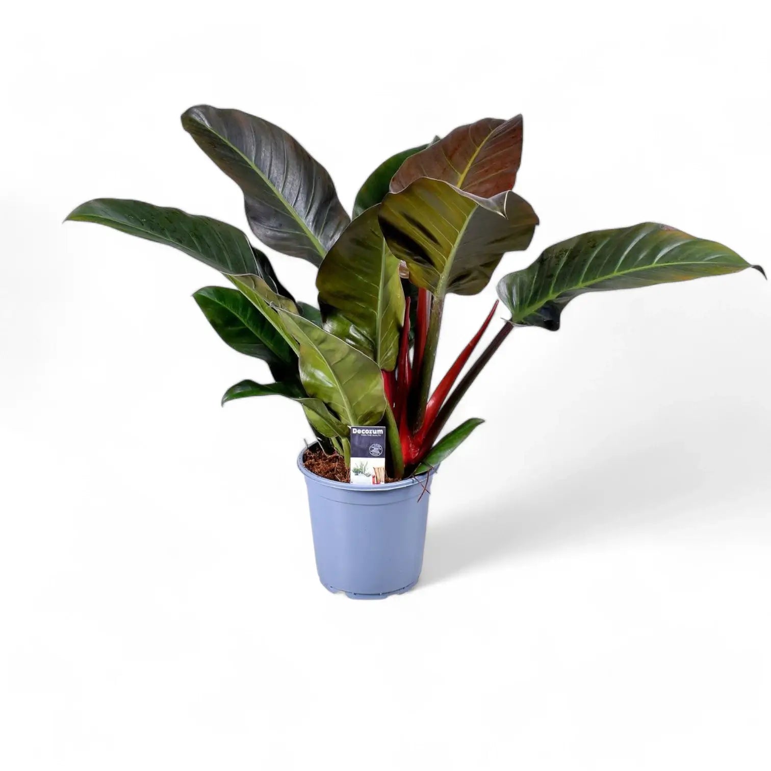 Philodendron 'Imperial red' – Zimmerpflanze im Kulturtopf auf weißem Hintergrund, Produktfoto 7.