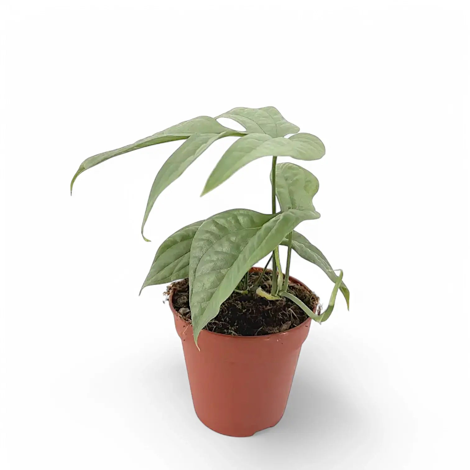 Amydrium medium 'Silver' ('Blue') potted houseplant in nursery pot on white background, product photo 5.