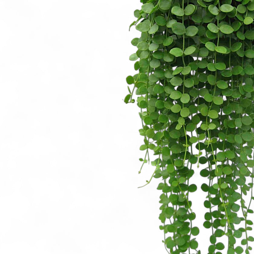 Dischidia nummularia leaf close-up on white background.