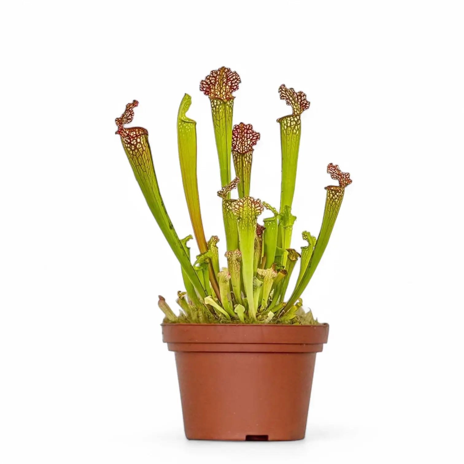 Sarracenia 'Juthatip Soper' potted houseplant in nursery pot on white background, product photo 3.