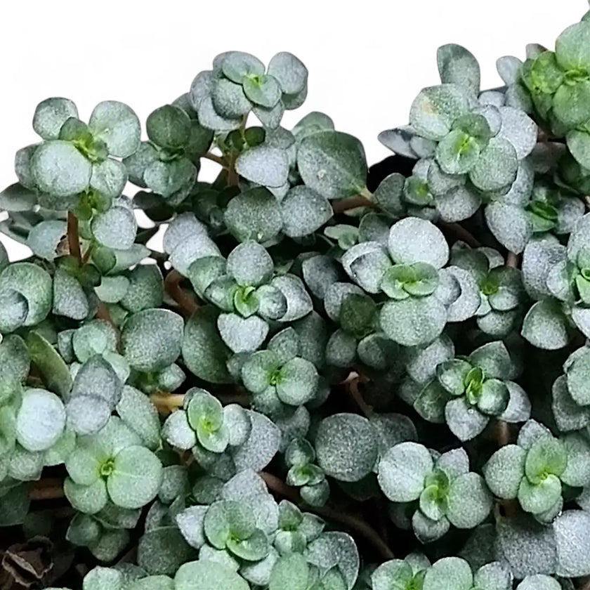 Pilea libanensis 'Greyzy' ('Silver Sparkles') leaf close-up on white background.