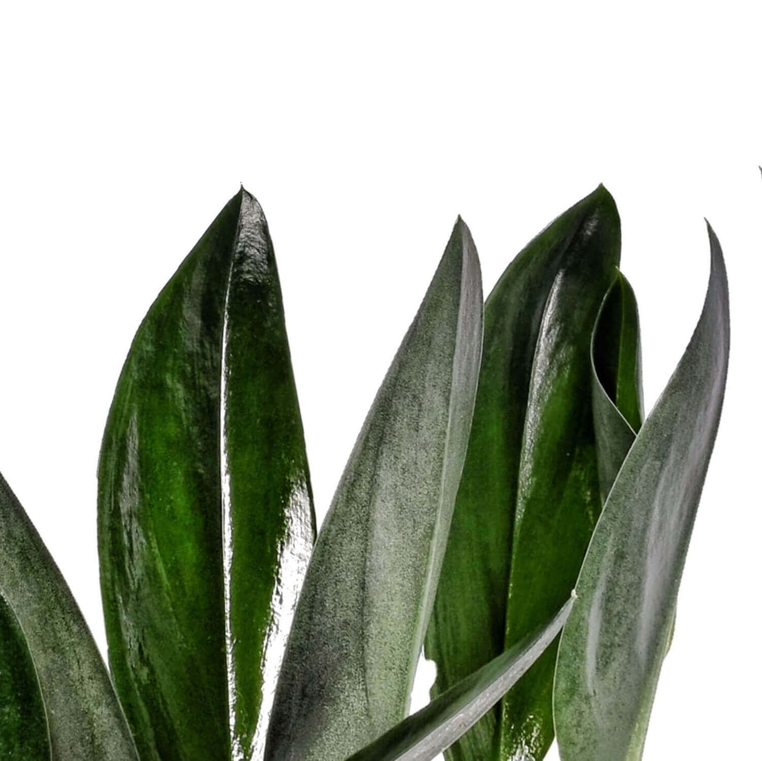 Scindapsus treubii 'Dark form' ('Nearly Black') leaf close-up on white background.
