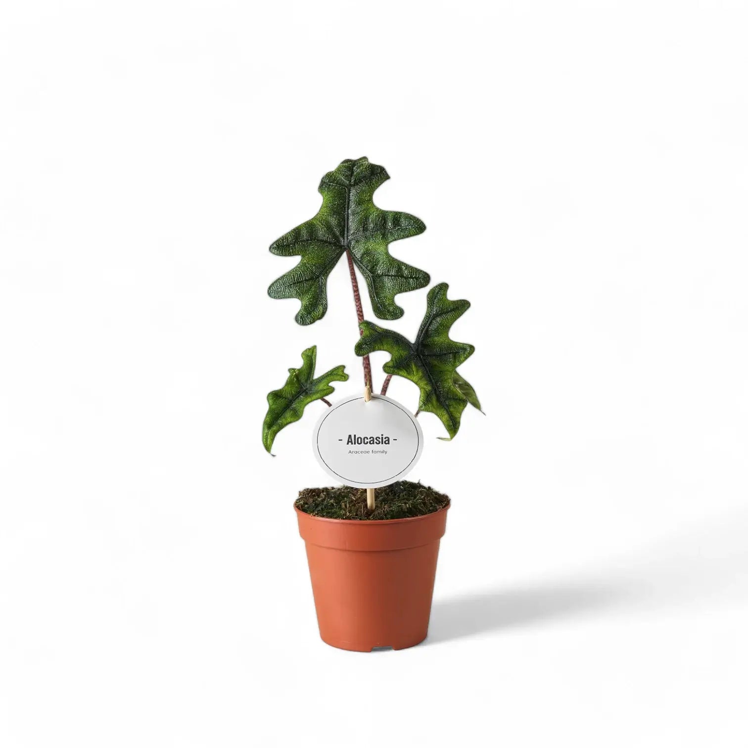 Alocasia 'Jacklyn' – Zimmerpflanze im Kulturtopf auf weißem Hintergrund, Produktfoto 11.
