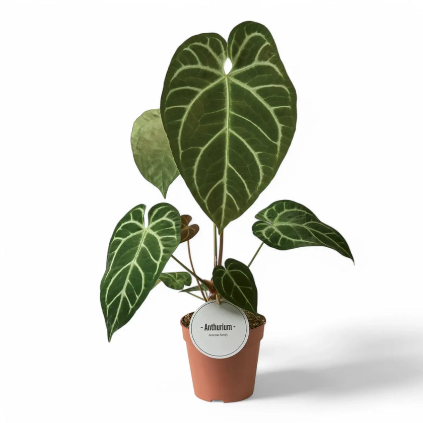 Anthurium crystallinum x regale potted houseplant in nursery pot on white background, product photo 2.