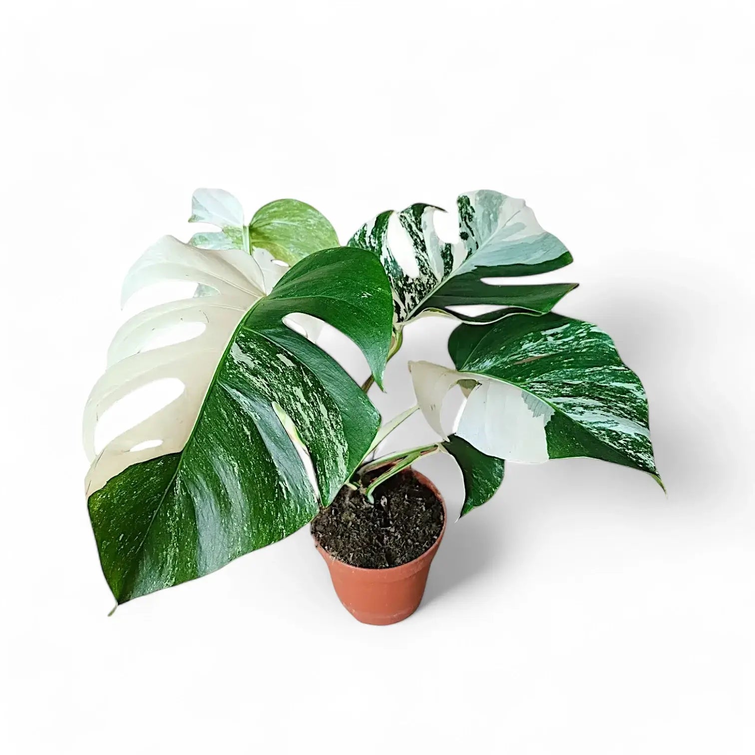 Monstera deliciosa Albo Variegata potted houseplant in nursery pot on white background, product photo 4.
