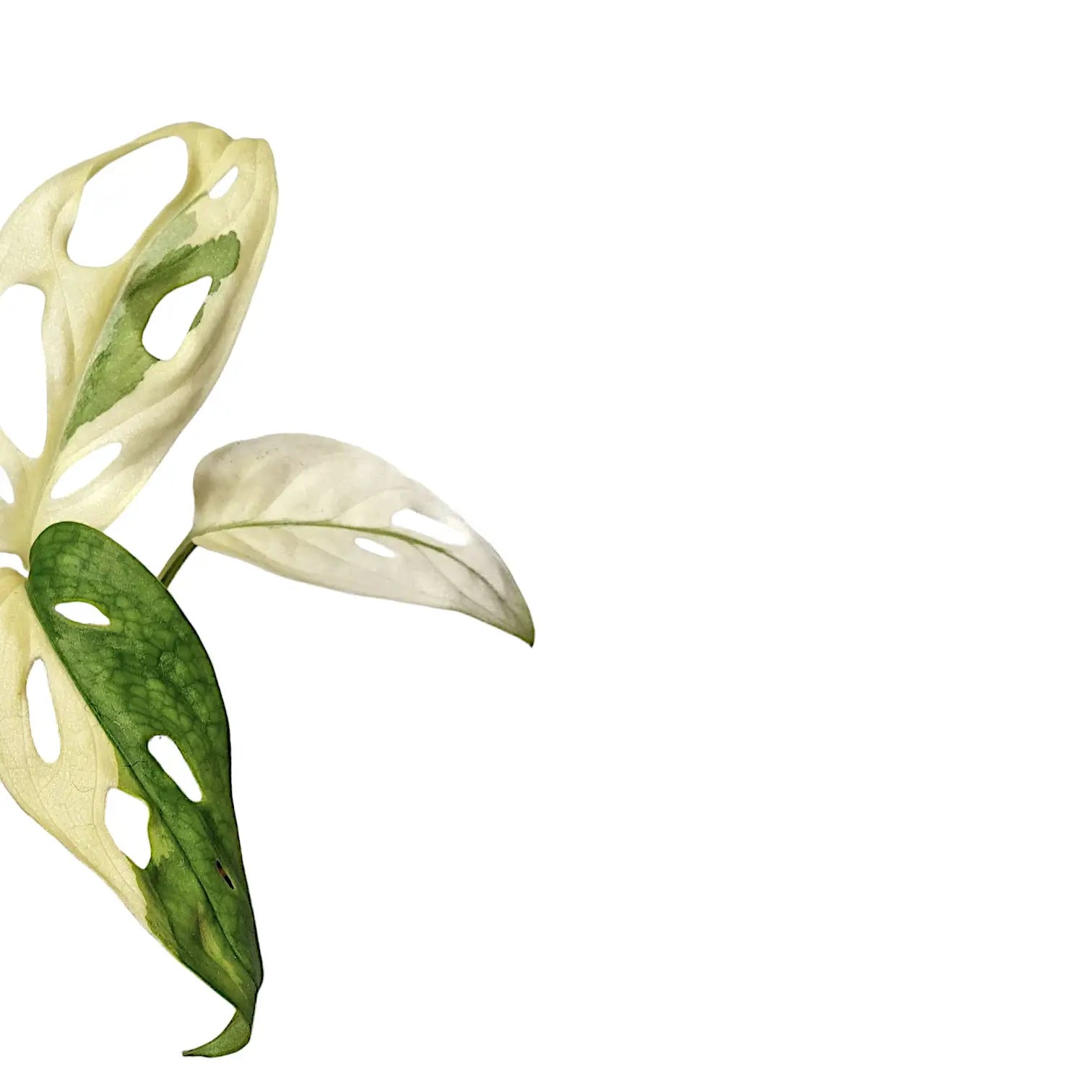 Monstera adansonii variegata – Zimmerpflanze im Kulturtopf auf weißem Hintergrund, Produktfoto 7.