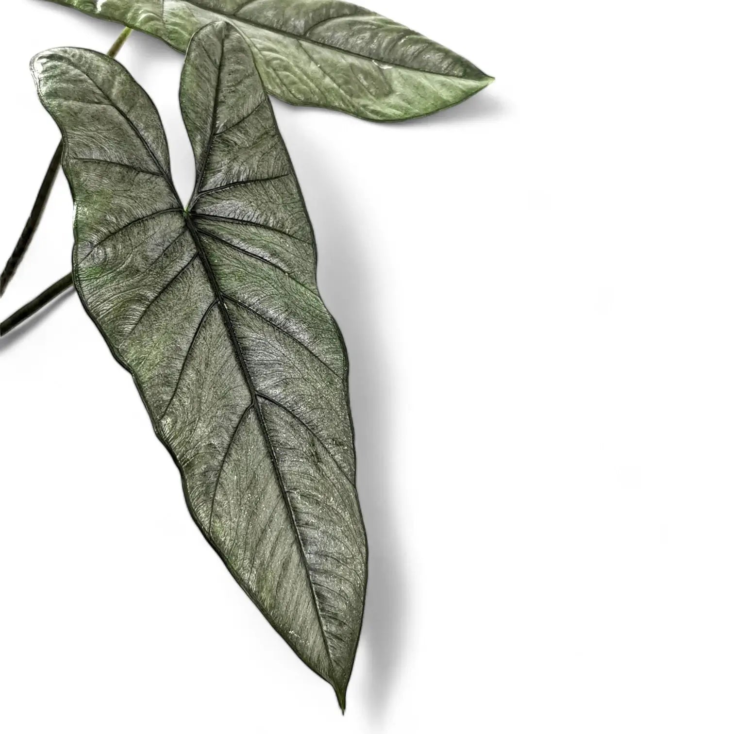 Alocasia heterophylla leaf close-up on white background.