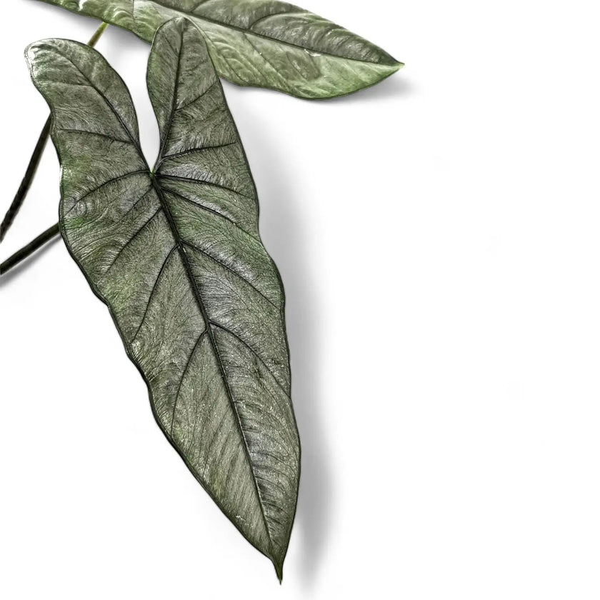 Alocasia heterophylla leaf close-up on white background.
