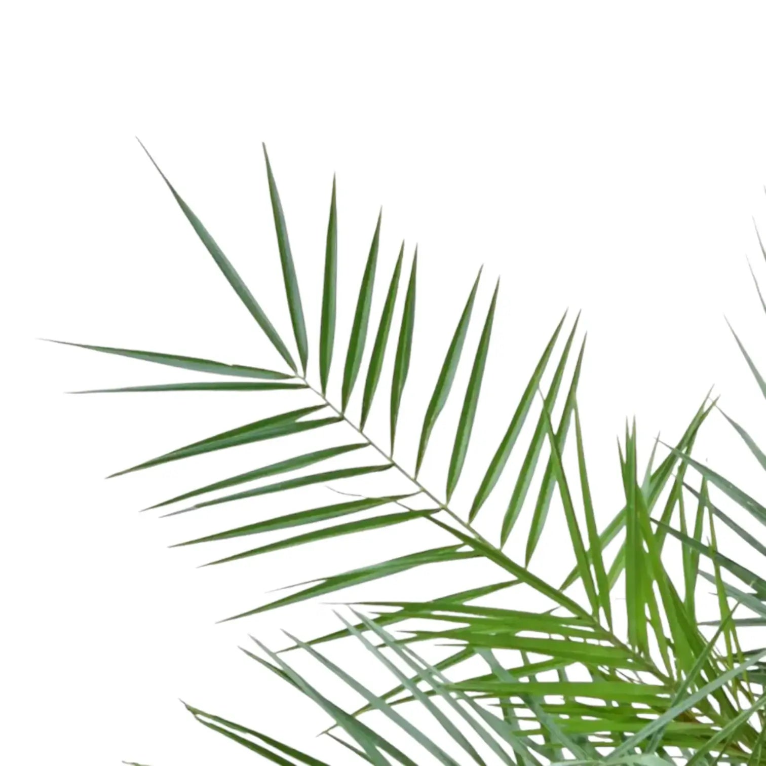 Nahaufnahme eines Wedels von Phoenix canariensis vor weiĂźem Hintergrund.