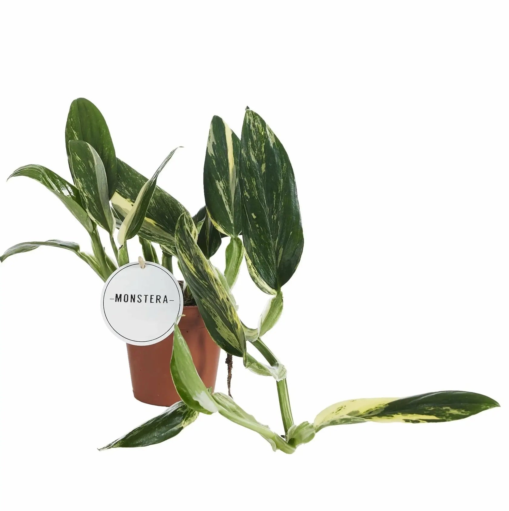 Monstera standleyana variegata – Zimmerpflanze im Kulturtopf auf weißem Hintergrund, Produktfoto 4.