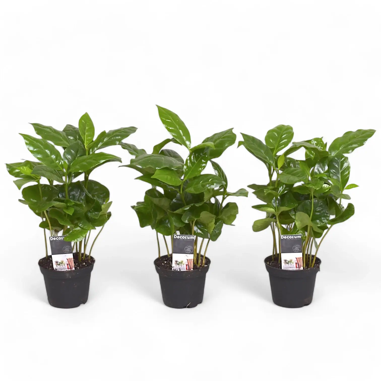 Coffea arabica – Topfpflanze im Kulturtopf vor weißem Hintergrund, Produktfoto 4.