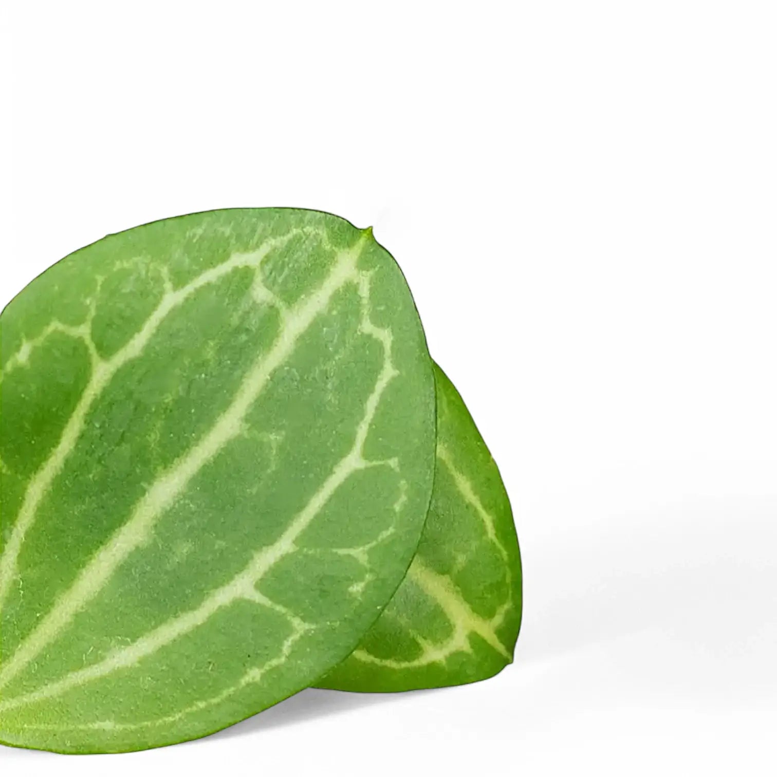 Dischidia ovata 'Melon' leaf close-up on white background.
