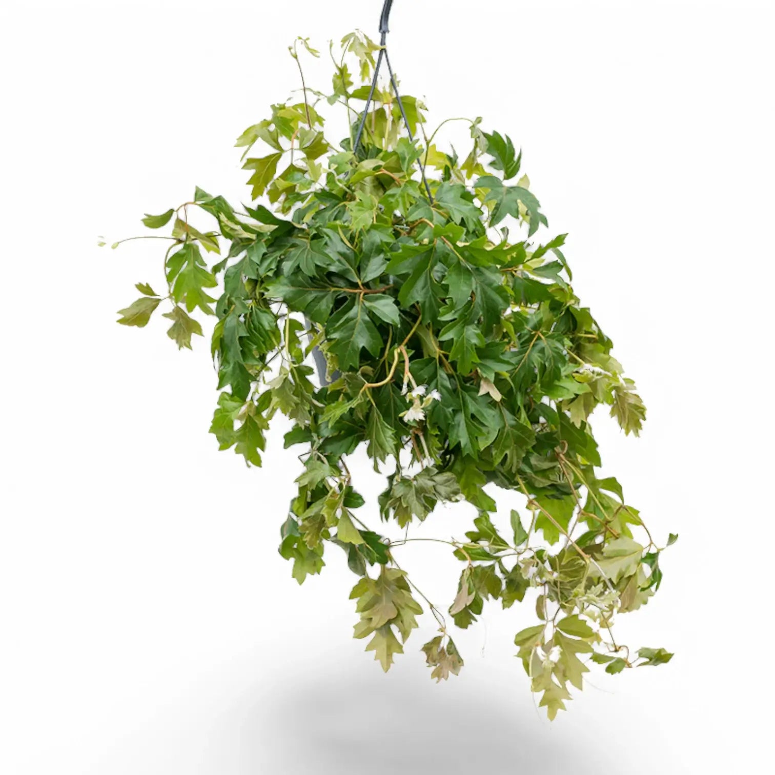 Cissus alata 'Ellen Danica' – Zimmerpflanze im Kulturtopf auf weißem Hintergrund, Produktfoto 4.