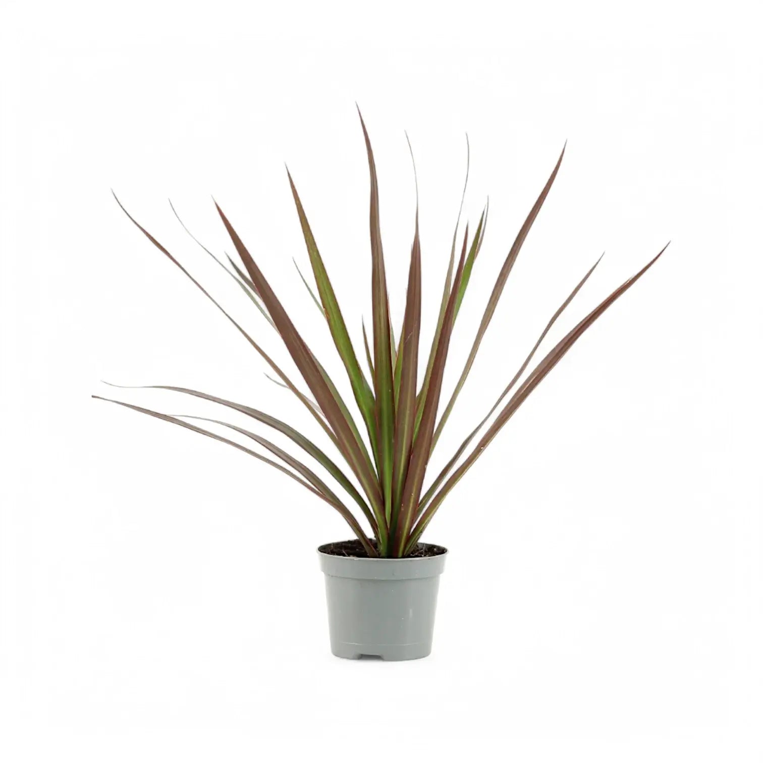Dracaena reflexa var. angustifolia 'Magenta' potted houseplant in nursery pot on white background, product photo 4.