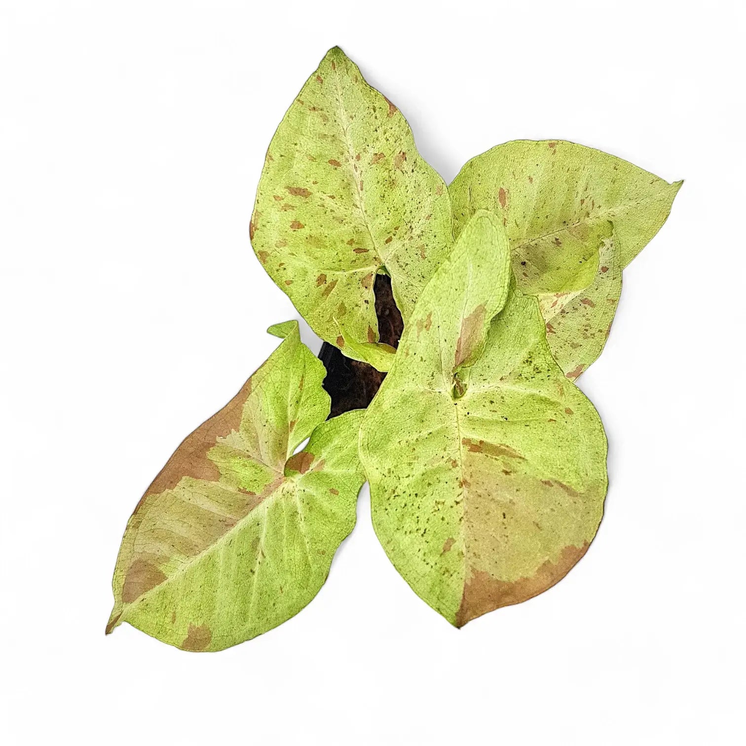 Nahaufnahme eines Blatts von Syngonium podophyllum 'Confetti' vor weiĂźem Hintergrund.