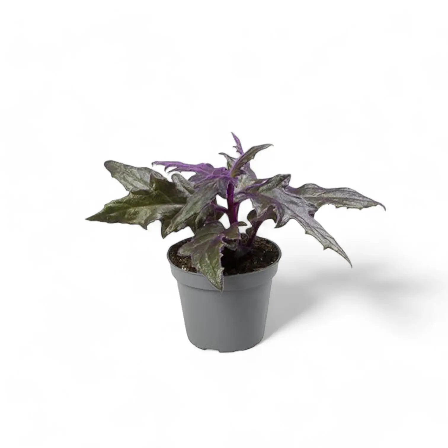 Gynura aurantiaca – Zimmerpflanze im Kulturtopf auf weißem Hintergrund, Produktfoto 2.