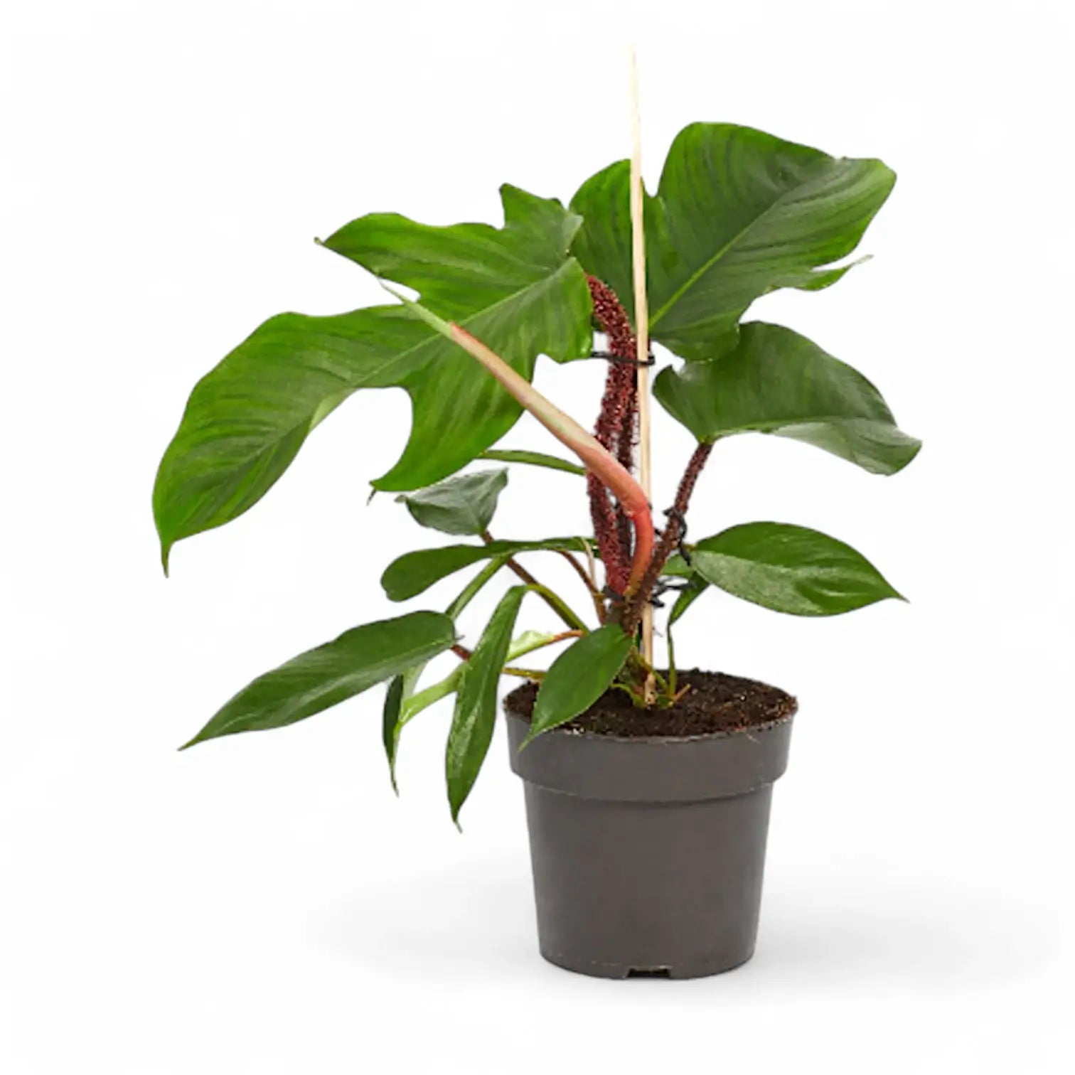 Philodendron squamiferum – Topfpflanze im Kulturtopf vor weißem Hintergrund, Produktfoto 10.