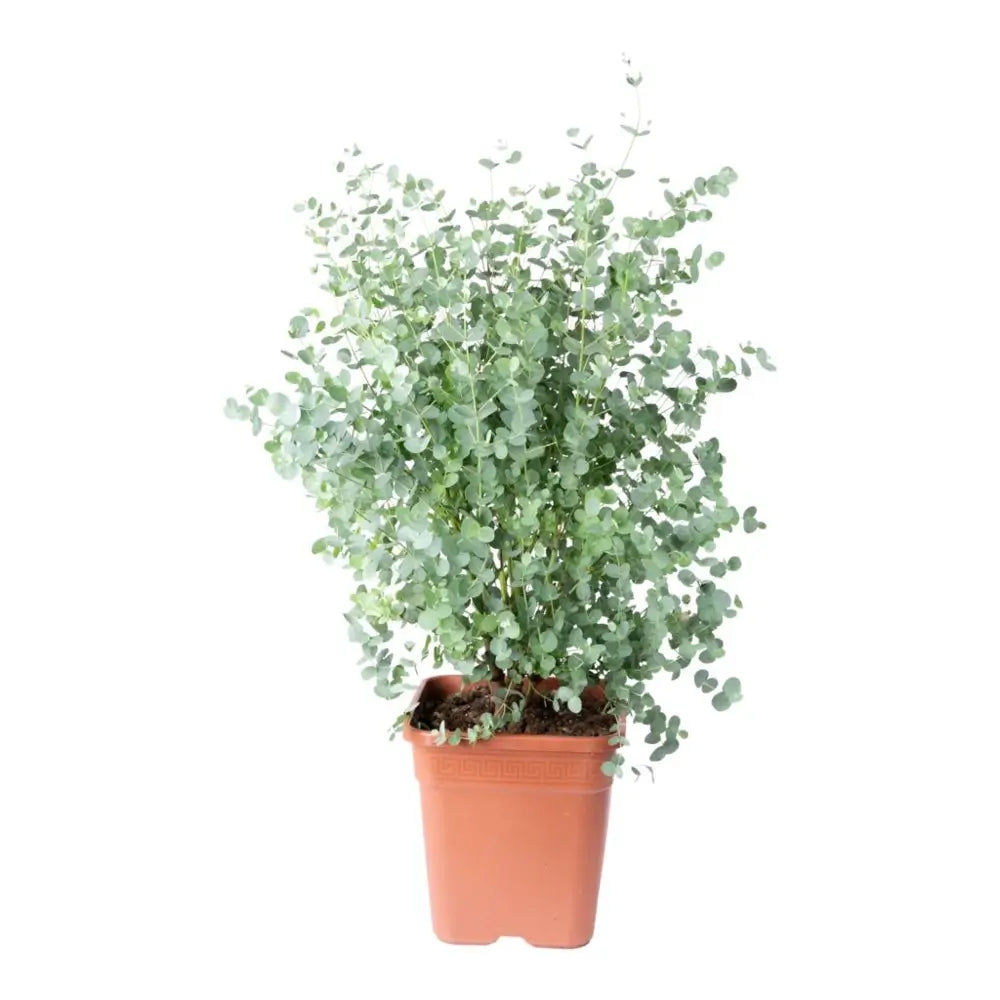 Eucalyptus gunnii potted houseplant in nursery pot on white background, product photo 2.