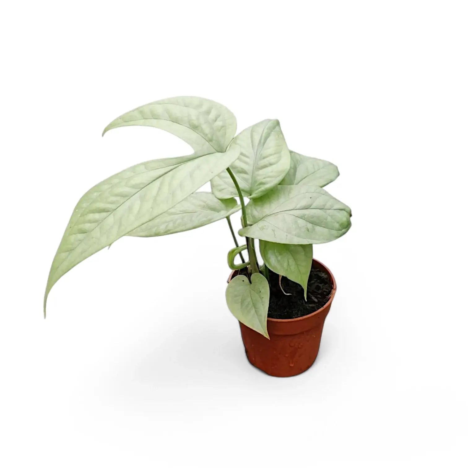 Amydrium medium 'Silver' ('Blue') potted houseplant in nursery pot on white background, product photo 6.