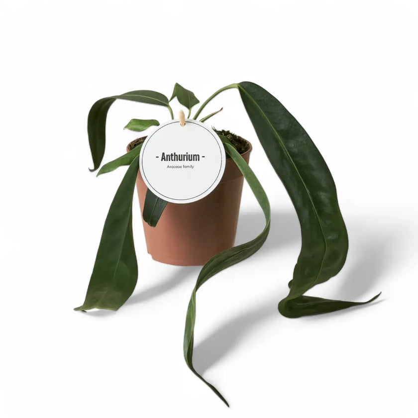 Anthurium wendlingeri potted houseplant in nursery pot on white background, product photo 2.