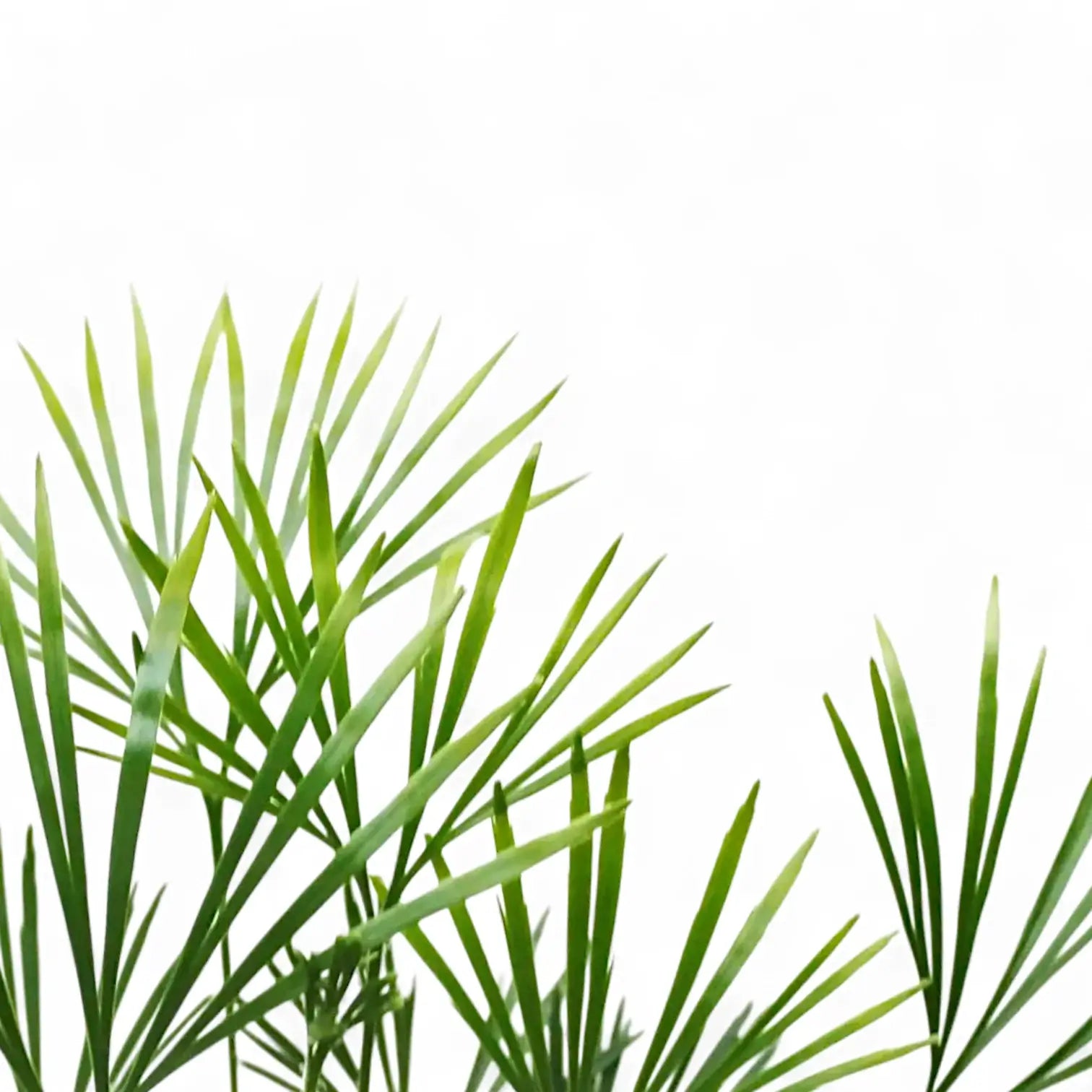 Actiniopteris australis – Blattdetail vor weißem Hintergrund..