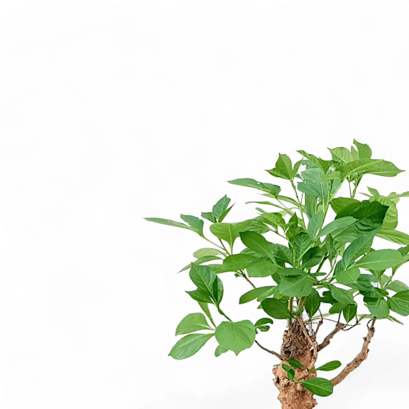 Adansonia digitata leaf close-up on white background.