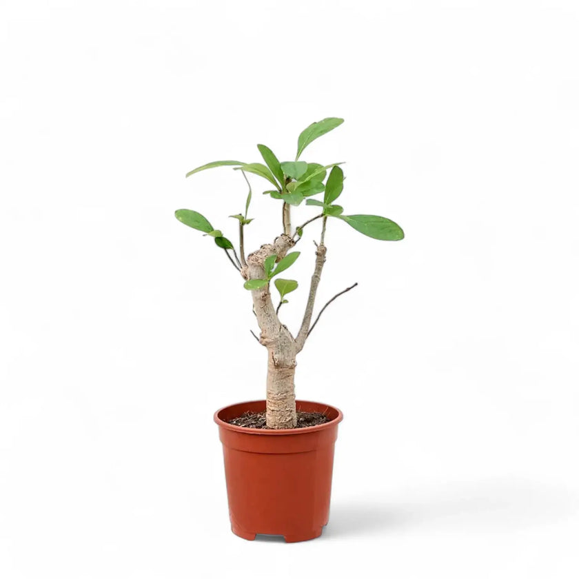 Adansonia digitata potted houseplant in nursery pot on white background, product photo 2.