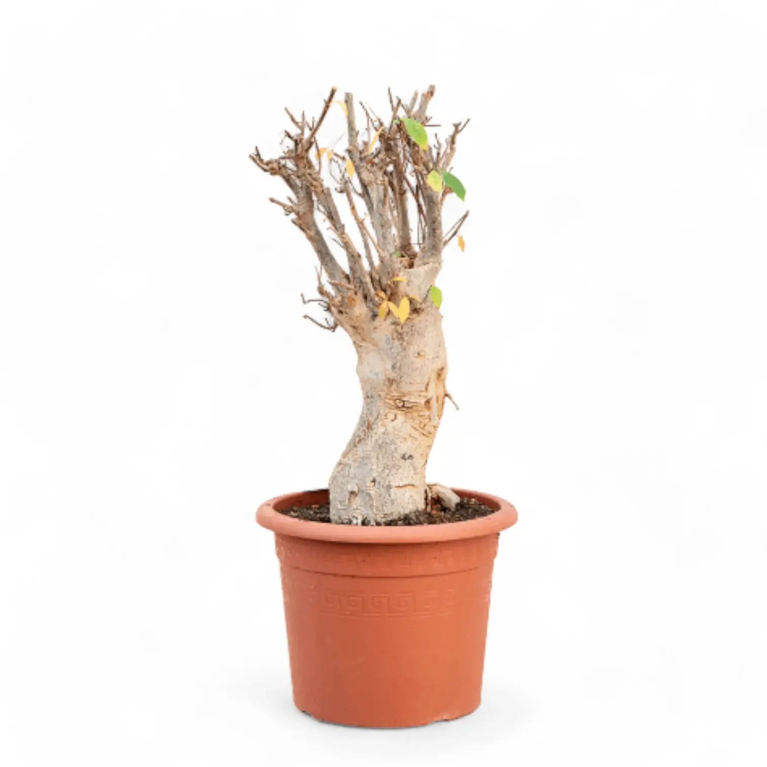 Adansonia digitata Zimmerpflanze im Anzuchttopf vor weißem Hintergrund, Produktfoto 4.