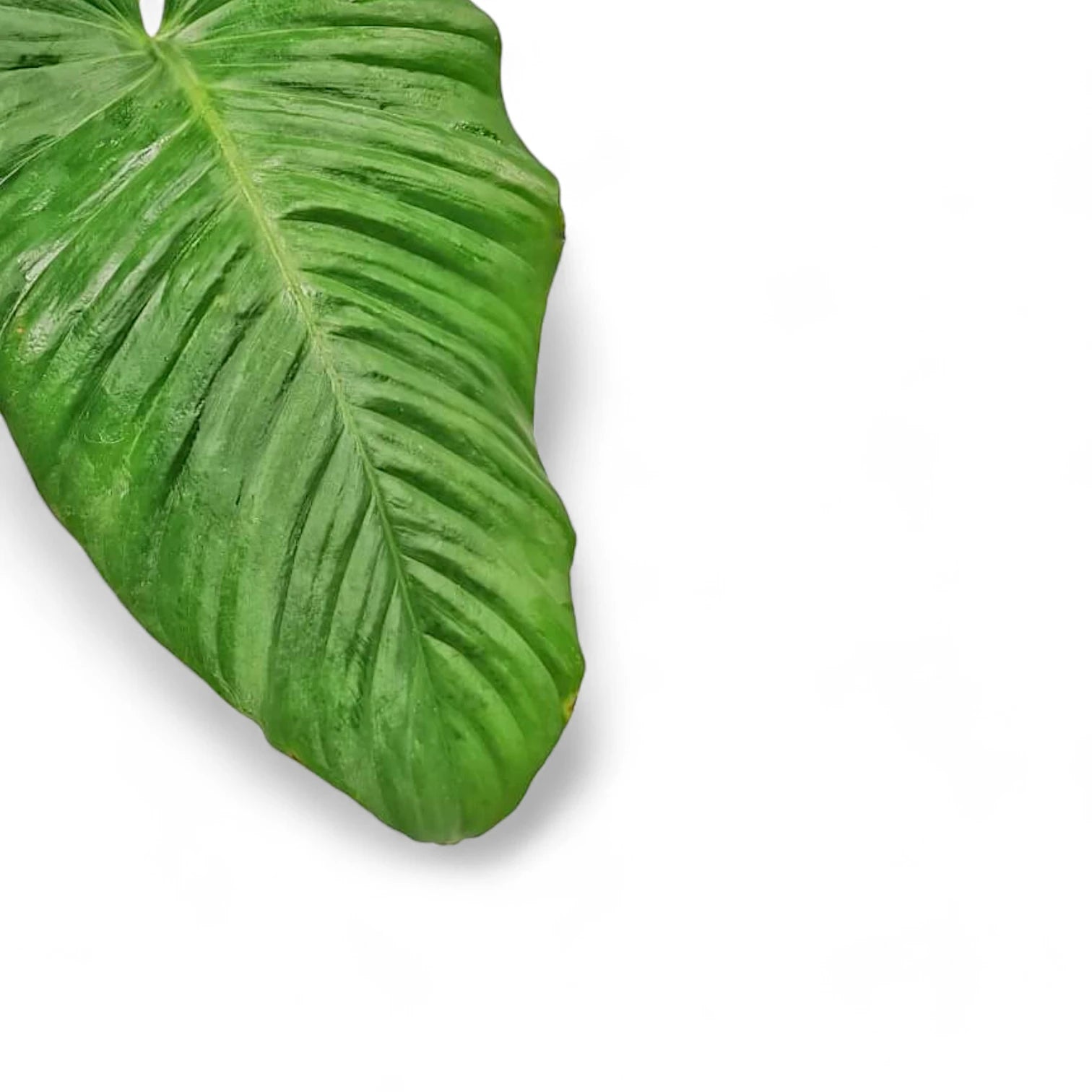 Adelonema picturatum – Blattdetail vor weißem Hintergrund..