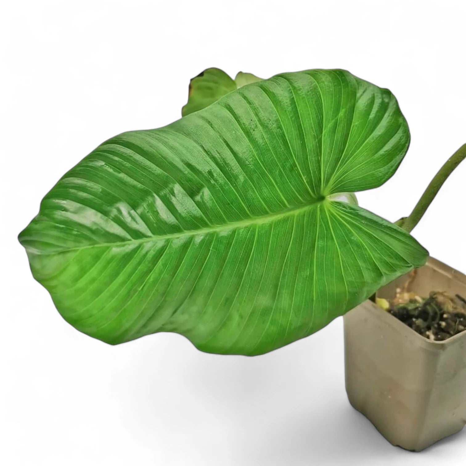 Adelonema picturatum Zimmerpflanze im Anzuchttopf vor weißem Hintergrund, Produktfoto 3.