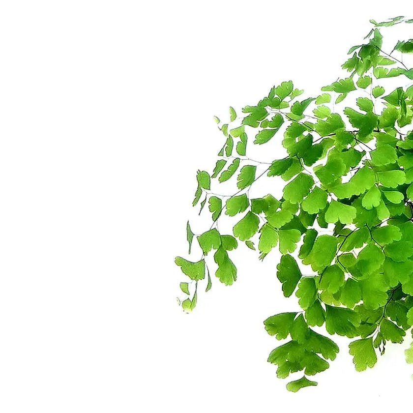 Adiantum raddianum 'Fritz-Lüthi' leaf close-up on white background.