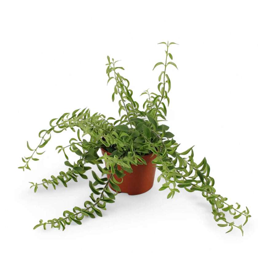 Aeschynanthus 'Twister' potted houseplant in nursery pot on white background, product photo 2.