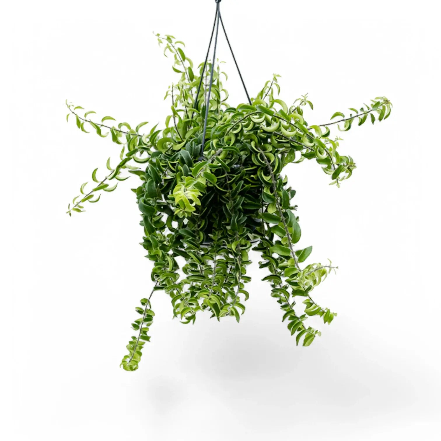 Aeschynanthus 'Twister' Zimmerpflanze im Anzuchttopf vor weißem Hintergrund, Produktfoto 3.