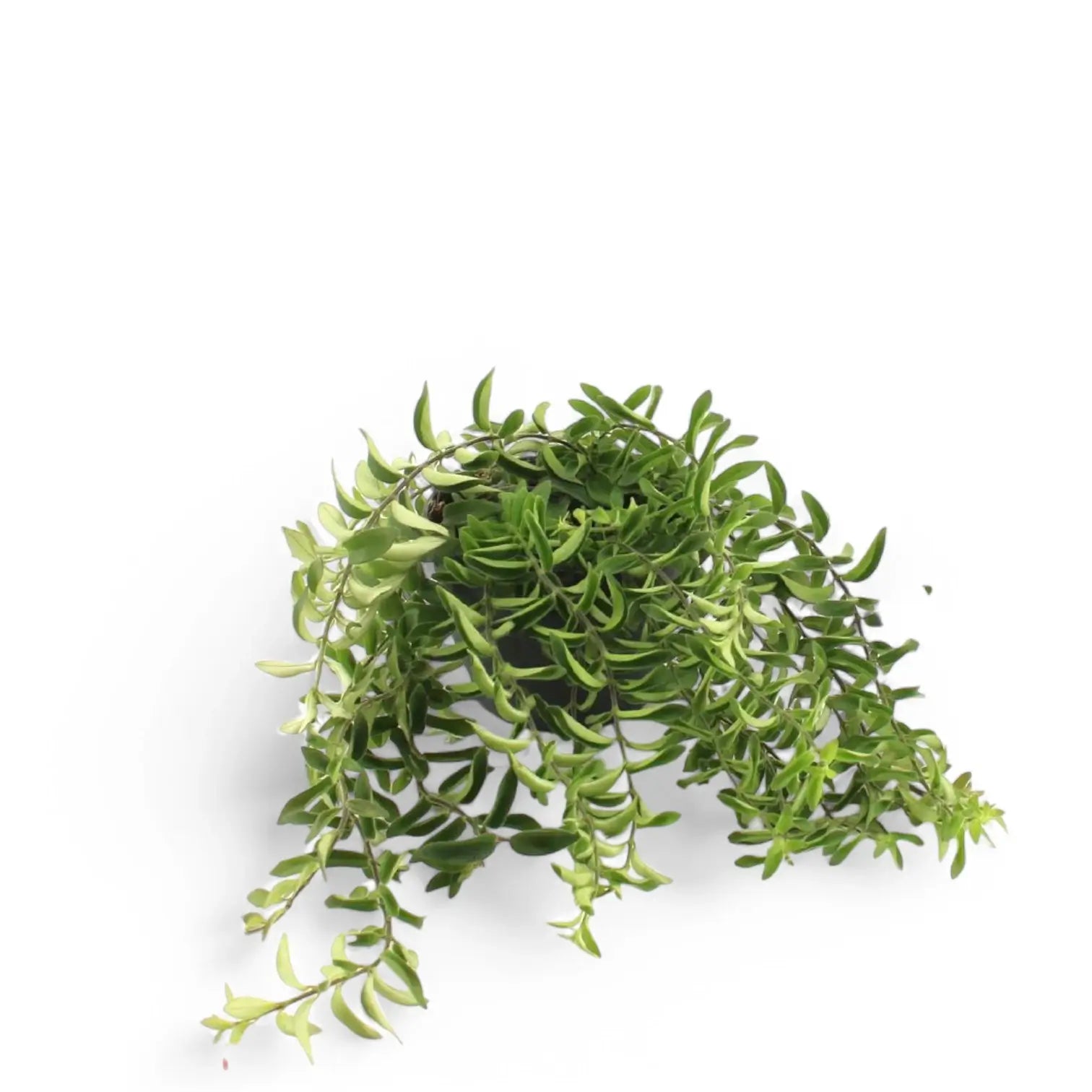 Aeschynanthus 'Twister' Zimmerpflanze im Anzuchttopf vor weißem Hintergrund, Produktfoto 4.