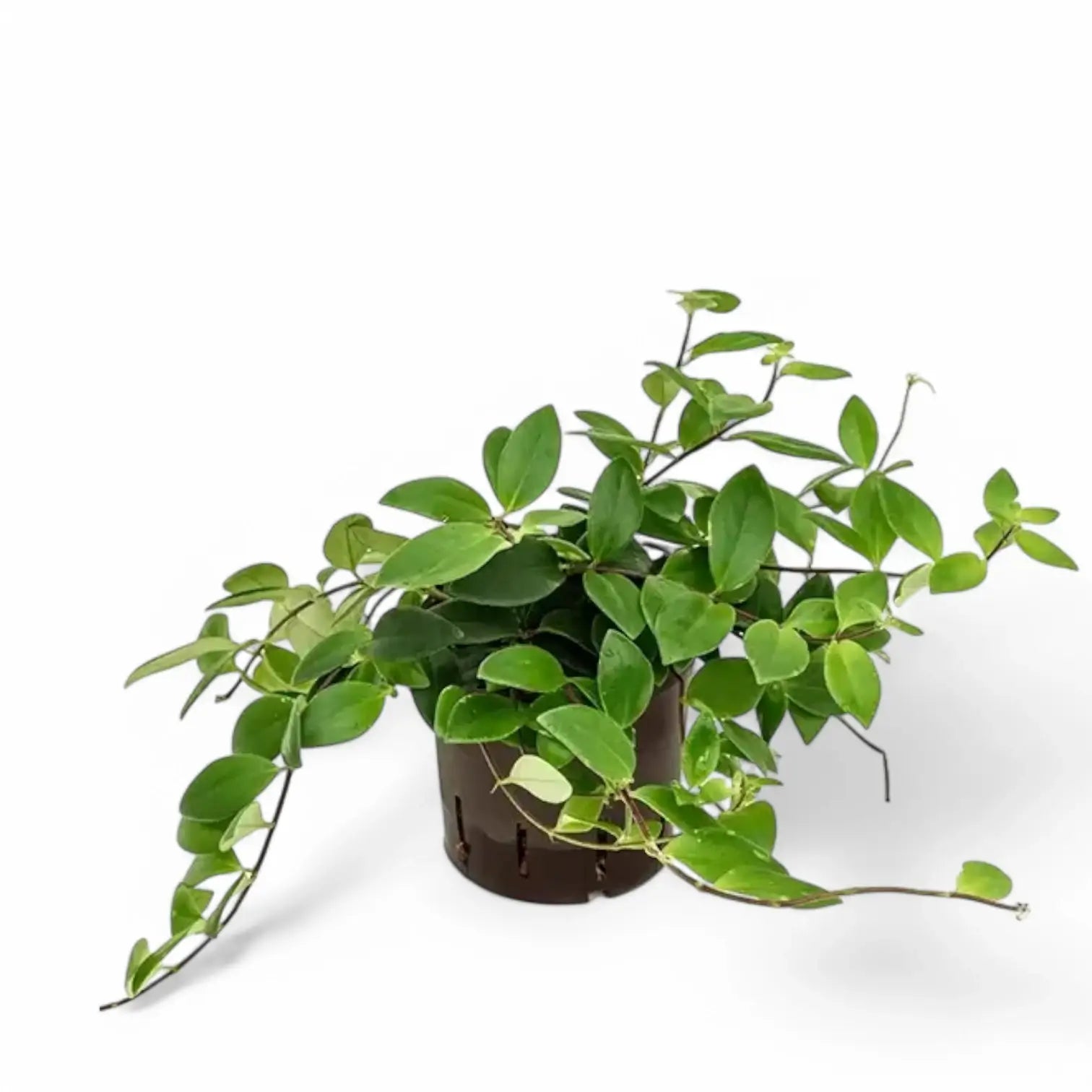 Aeschynanthus pulcher Zimmerpflanze im Anzuchttopf vor weiĂźem Hintergrund, Produktfoto 2.