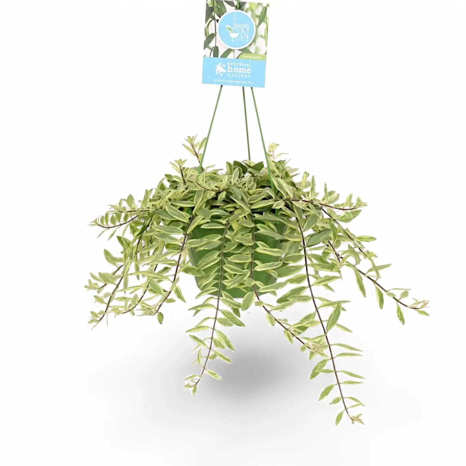 Aeschynanthus radicans 'Bolero Bicolour' Zimmerpflanze im Anzuchttopf vor weiĂźem Hintergrund, Produktfoto 2.