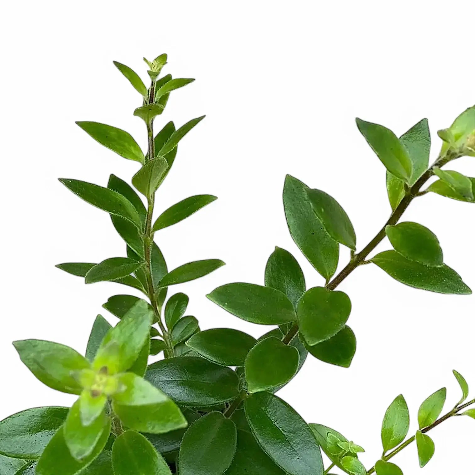 Aeschynanthus radicans 'Caroline' – Blattdetail vor weißem Hintergrund..