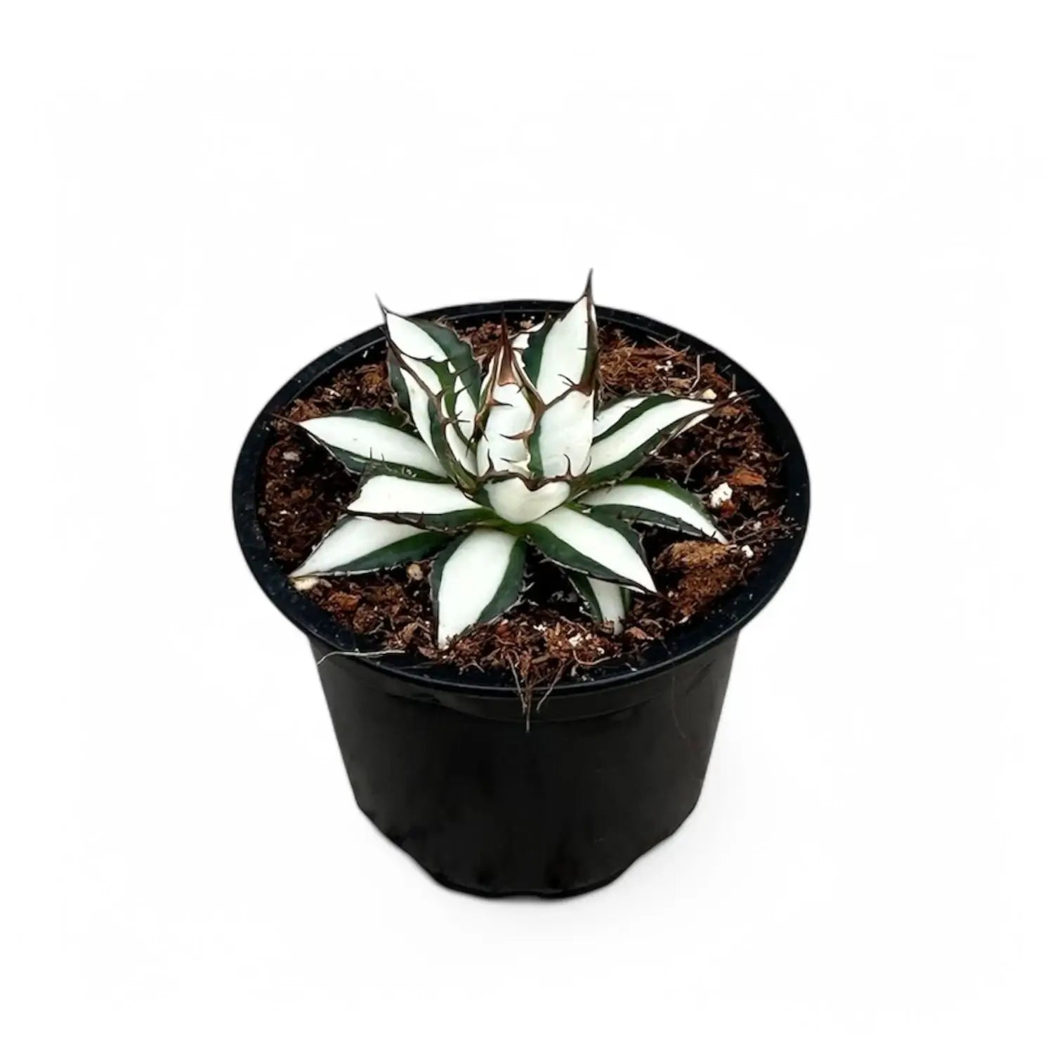 Agave 'Peace Revolution' potted houseplant in nursery pot on white background, product photo 2.