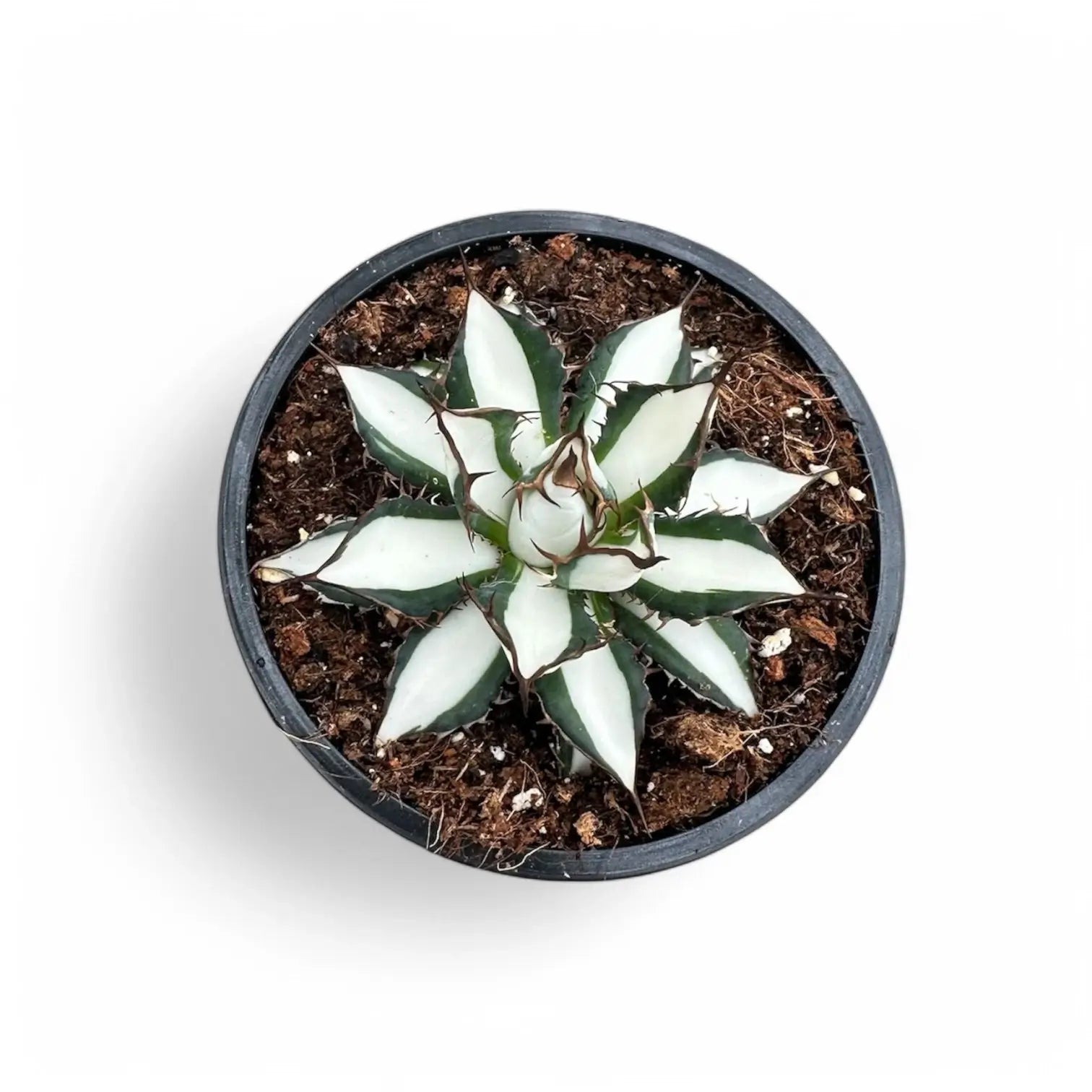 Agave 'Peace Revolution' potted houseplant in nursery pot on white background, product photo 3.